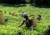 Malawi tea.