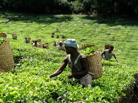Malawi tea.