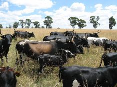 Malawi Cattle