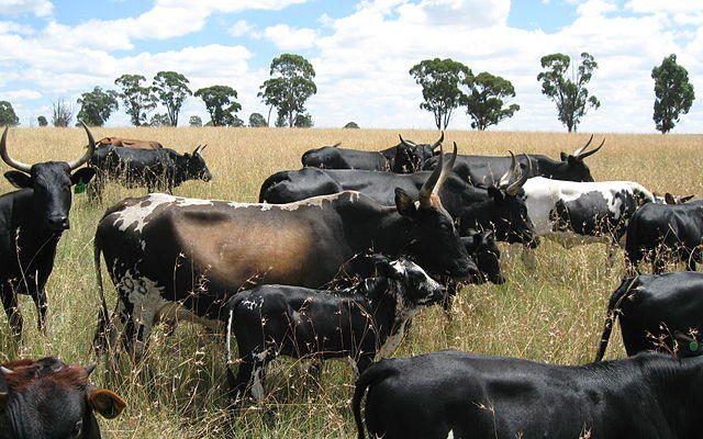 Malawi Cattle