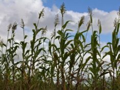 Malawi Crop