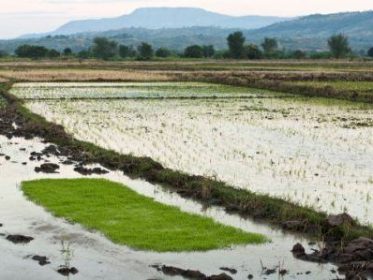 Rice Malawi