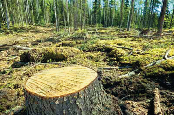 Chikangawa forest