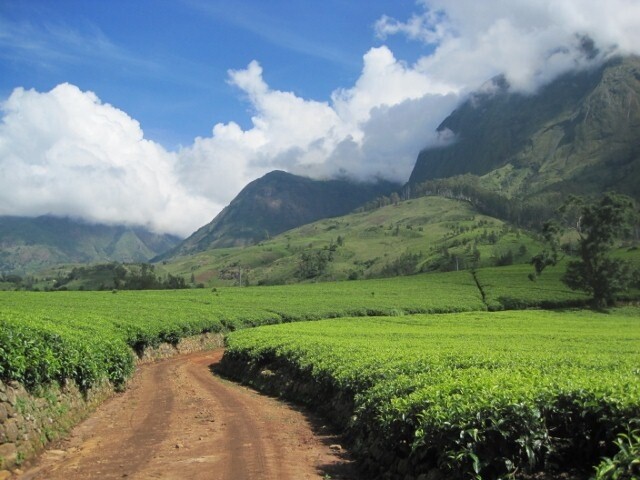 Malawi Tea