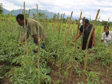 Malawi Social Enterprise