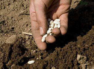 Planting seed