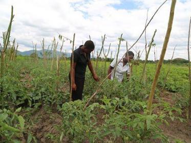 Farming is big business in Diamphwe