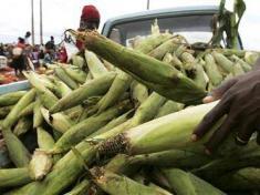 Green Maize Malawi