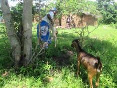 Livestock Farmer Malawi.