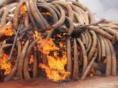 Malawi burns ivory