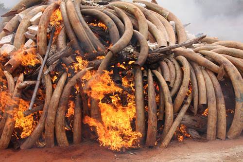 Malawi burns ivory