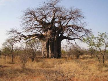 Baobab tree