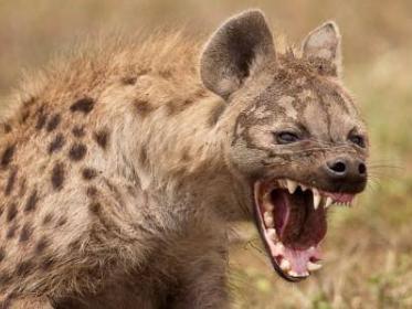 Hyena