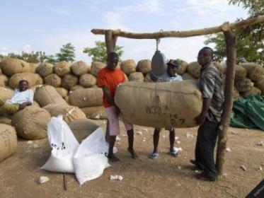 Malawi Cotton