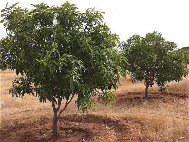 Mango tree