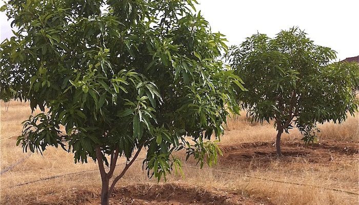 Mango tree