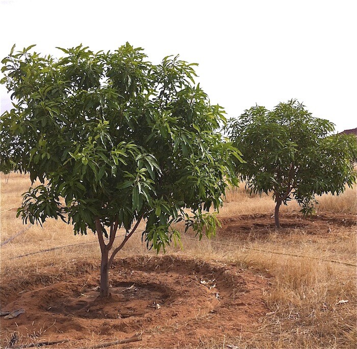 Mango tree