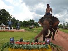 Star elephant Phlai Khwan Surin