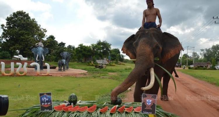 Star elephant Phlai Khwan Surin