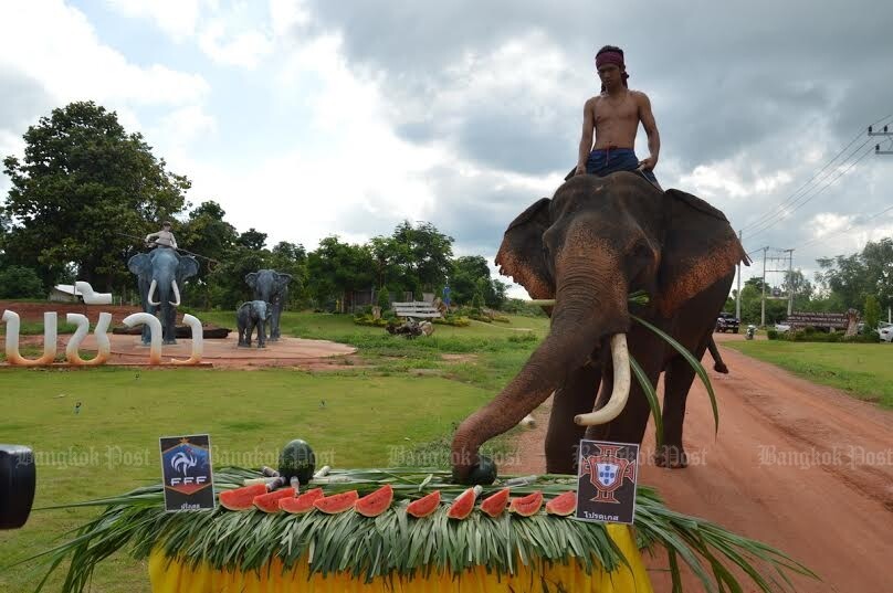 Star elephant Phlai Khwan Surin