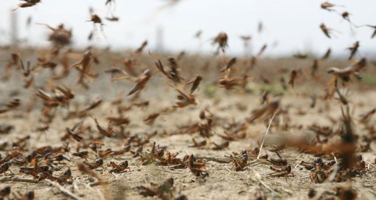 locusts