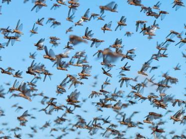 locusts Malawi