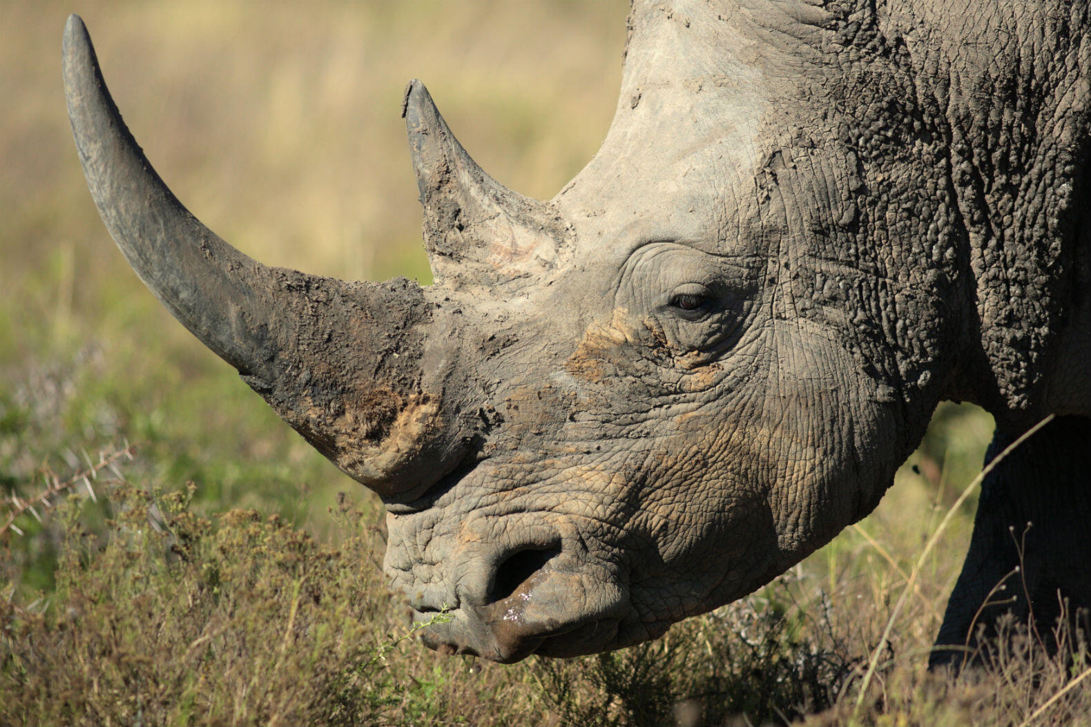 rhino-horn