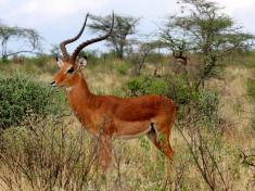 impala-entelopes