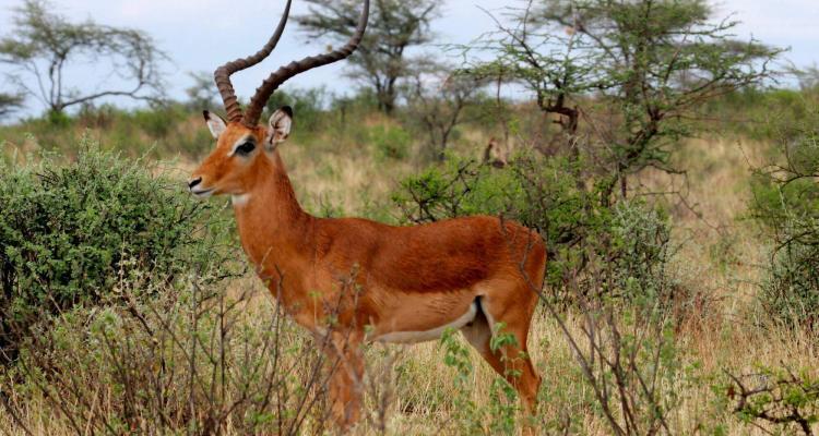 impala-entelopes