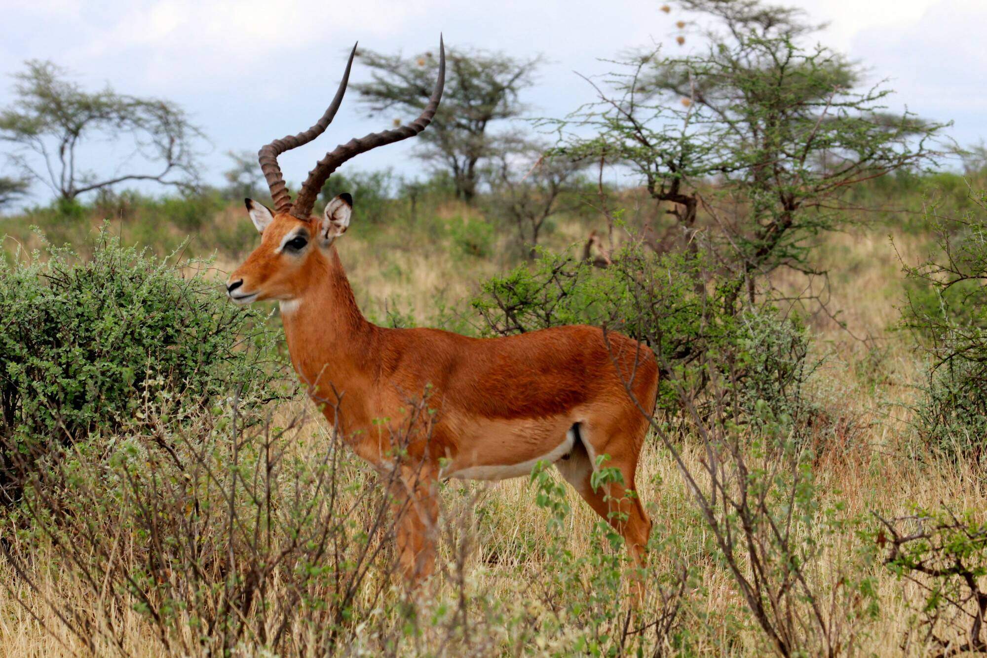 impala-entelopes