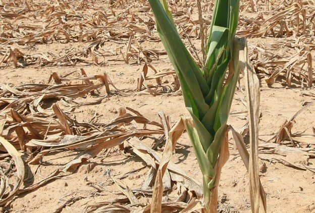 Dry Spell Victims Facing Starvation Muslims Warn Malawi 24 Malawi News