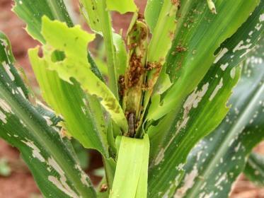 Armyworms