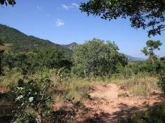 Dzalanyama Forest Reserve