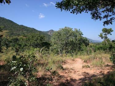 Dzalanyama Forest Reserve