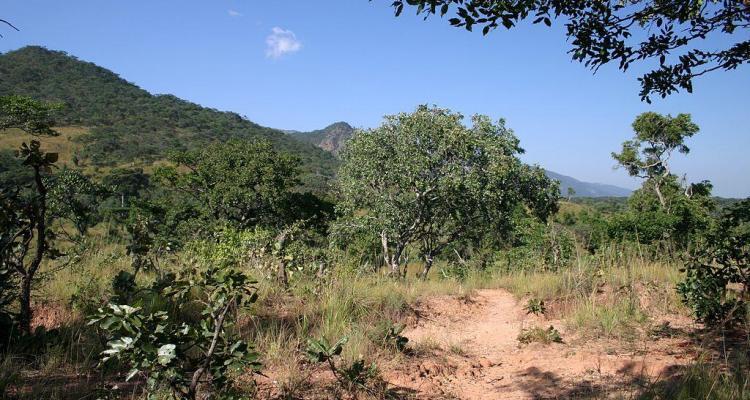 Dzalanyama Forest Reserve