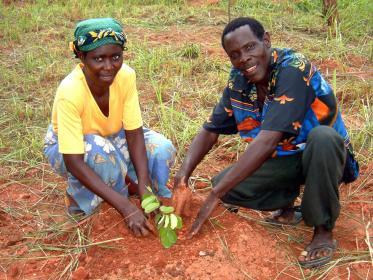 tree planting