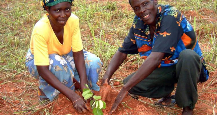 tree planting