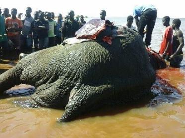 Malawi Elephant