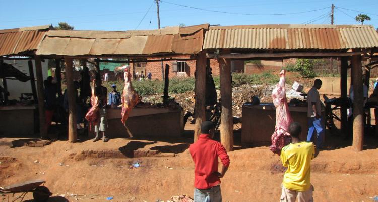 Malawi cattle ranch