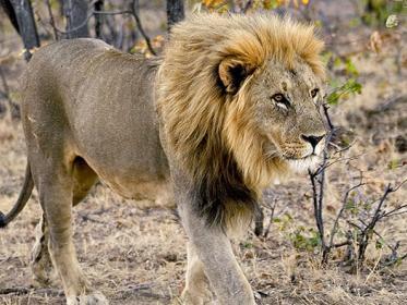 Lion-Malawi