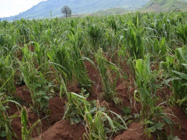 Malawi maize