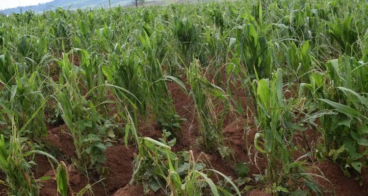 Malawi maize