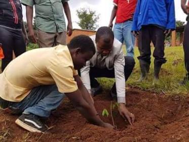 Tree planting