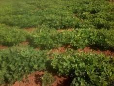 Groundnuts farm