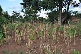 Drought Malawi