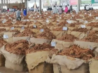 Tobacco Market Malawi