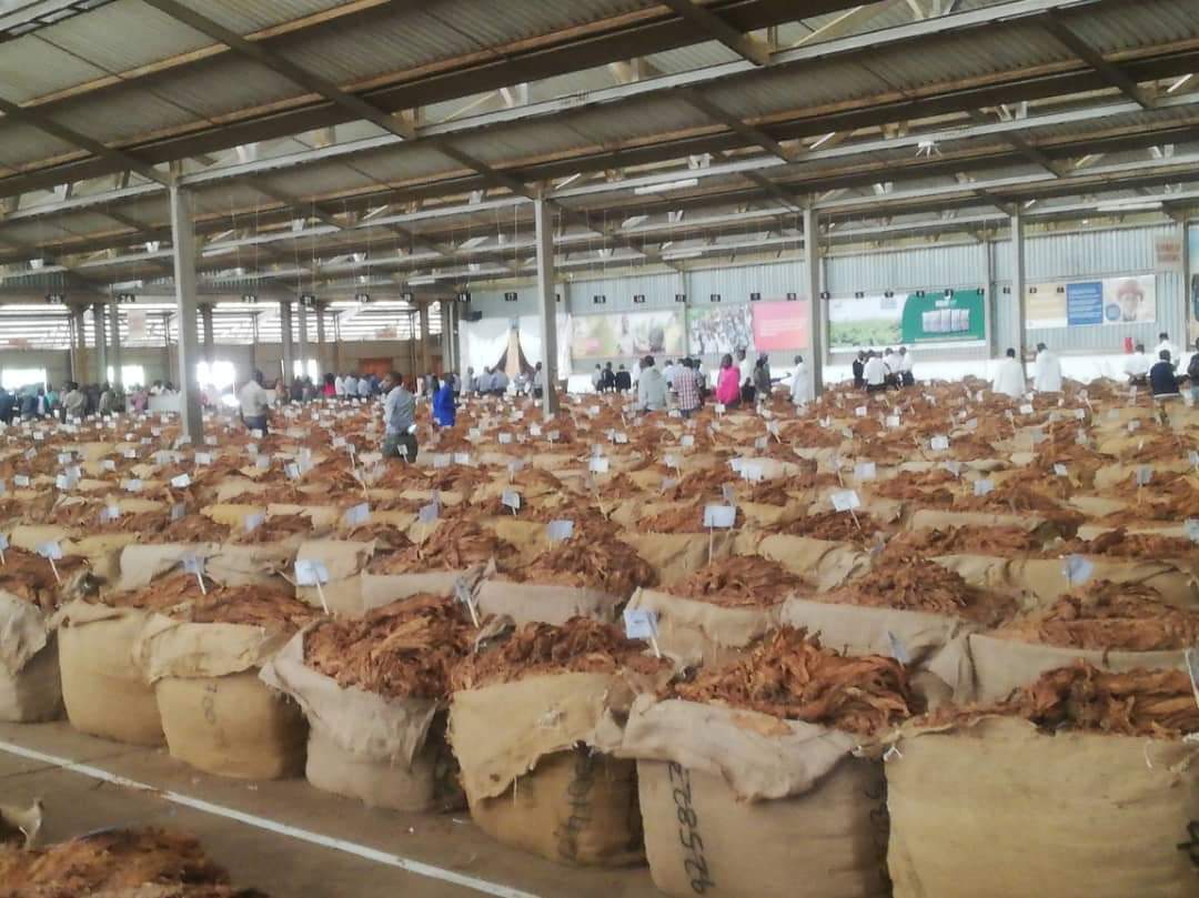 Tobacco Market Malawi