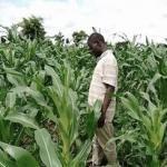 Malawi is agricultural economy