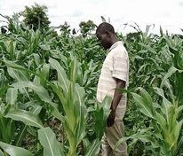 Malawi is agricultural economy