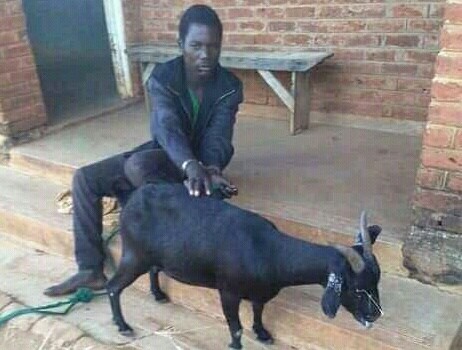 Man arrested for having sex with goat in Ntchisi Malawi 24  